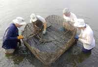 restoring oysters  on the South River in Maryland