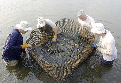 restoring oysters on the South River in Maryland